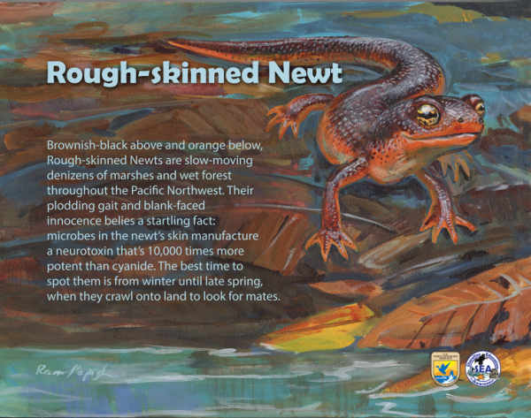 Rough-skinned Newt in Interpretive Panels